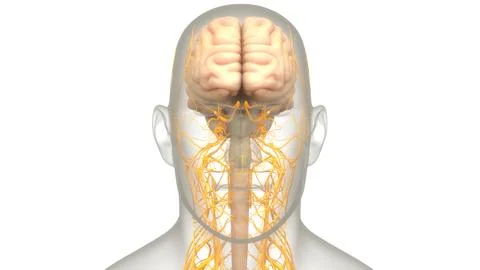 Central Organ of Human Nervous System Brain Anatomy Ilustración de archivo