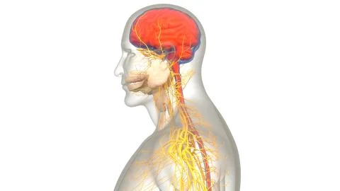Central Organ of Human Nervous System Brain Anatomy 库存插图