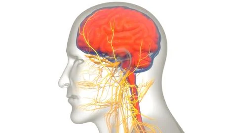Central Organ of Human Nervous System Brain Anatomy Illustrazione stock