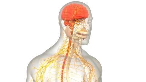 Central Organ of Human Nervous System Brain Anatomy Stock-Illustration