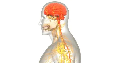 Central Organ of Human Nervous System Brain Anatomy Ilustración de archivo