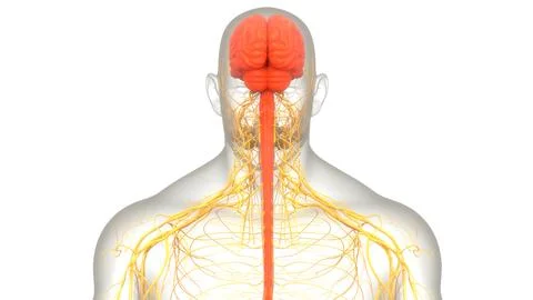 Central Organ of Human Nervous System Brain Anatomy 库存插图