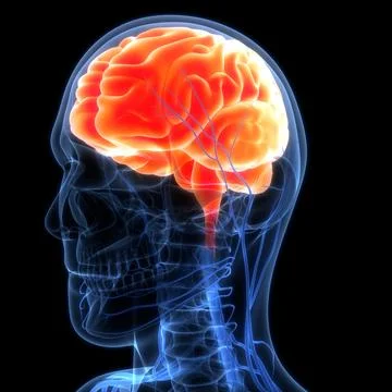 Central Organ of Human Nervous System Brain Anatomy Ilustración de archivo