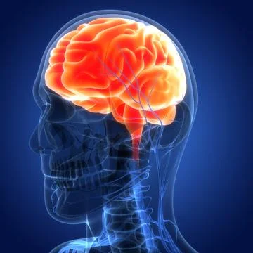 Central Organ of Human Nervous System Brain Anatomy Ilustración de archivo