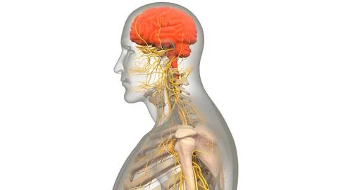 Central Organ of Human Nervous System Brain Anatomy Ilustración de archivo