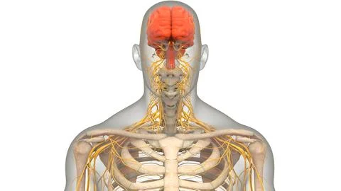 Central Organ of Human Nervous System Brain Anatomy Ilustración de archivo