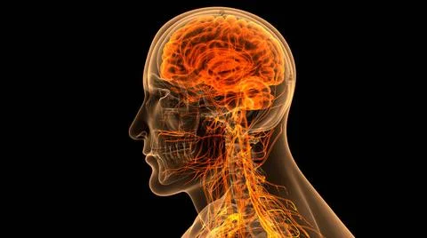 Central Organ of Human Nervous System Brain Anatomy 3D Illustration Concep... Stock Photos