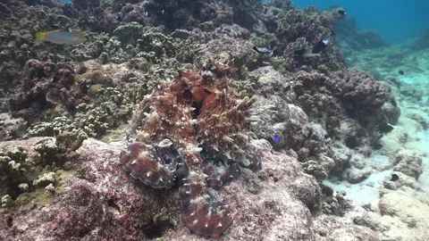Central Pacific Octopus demonstrating a colour change while swimming over a Stock Footage 93216316