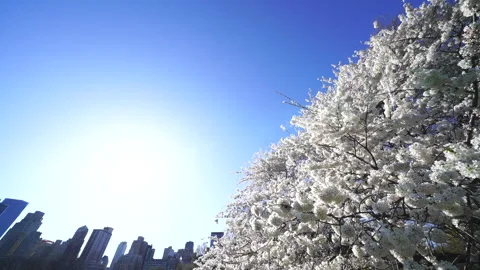 Central Park: Cherry Blossoms in Sheep Meadow and the Sun Shining Over the Stock-Footage 327336411
