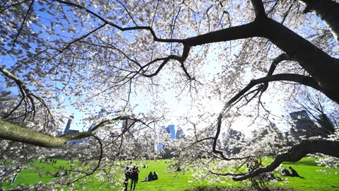 Central Park: Cherry Blossoms in Sheep Meadow, People Relaxing, and the Sun Video stock 327336498