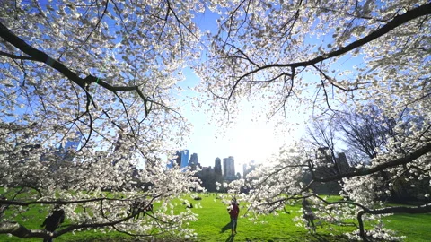 Central Park: Cherry Blossoms in Sheep Meadow, People Relaxing, and the Sun 스톡 동영상 327336668