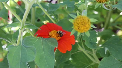 Central park conservancy with flowers Stock Footage 141953517