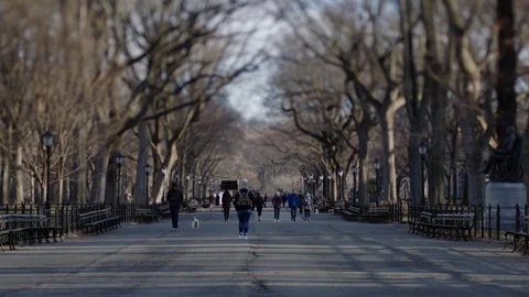 Central Park at Dawn Stock Footage 86219330