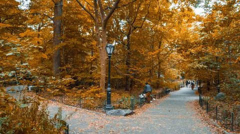 Central park divergent pathways in the fall with golden leaves Fotos Stock