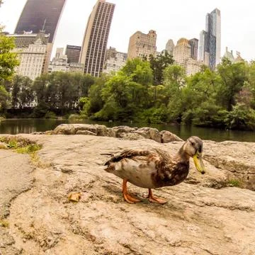 Central Park Duck Stock Photos
