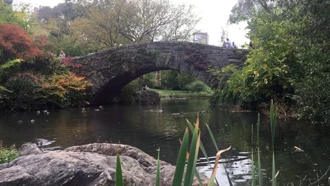 Central Park Ducks Stock Footage 75820546