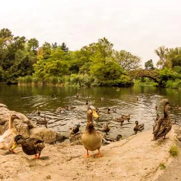 Central Park Ducks Stock Photos