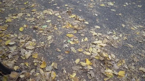 Central Park Fall leaves 動画素材 85366380