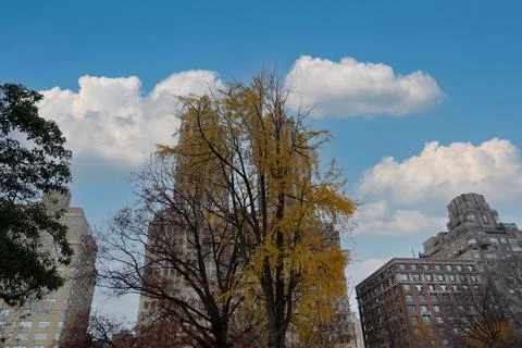 Central Park in fall Stock Photos