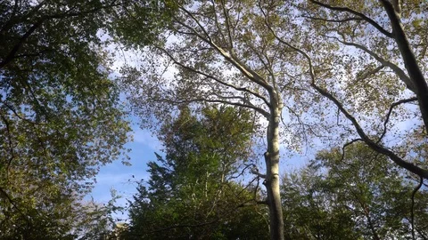 Central Park Fall Trees 動画素材 85366819