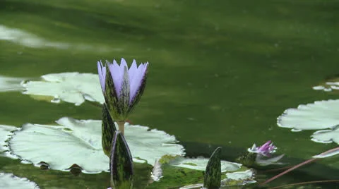 Central Park Stock Footage 22783052