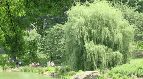 Central Park Stock Footage 22783700