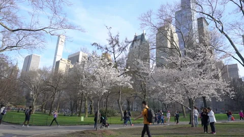 Central Park Видео 122558996