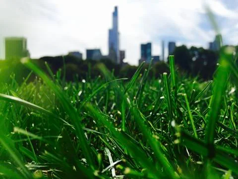 Central Park Grass Stock Photos