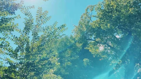 Central Park - Looking Up at the Skyscrapers through the Trees with Lens Flare Stock Footage 301736677