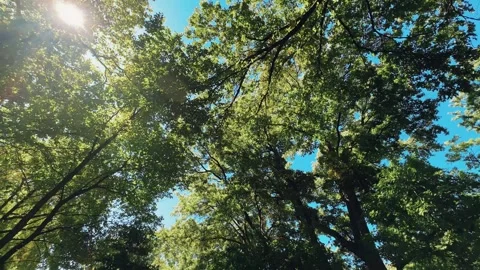 Central Park - Looking Up At the Trees Stock Footage 301736679