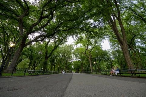 Central Park Mall Stock Footage 139286833