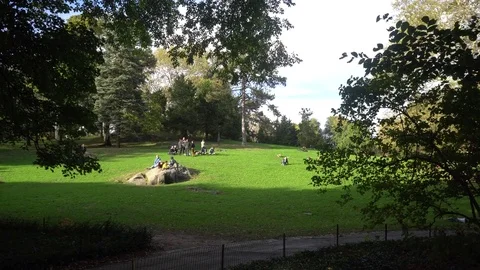 Central Park Meadow 動画素材 85366755