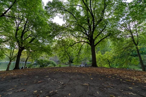Central Park Mound Tree Canopy Timelapse Short Stock Footage 141615003