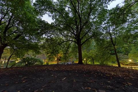 Central Park Mound Tree Canopy Timelapse (3 of 4) Stock Footage 141615014