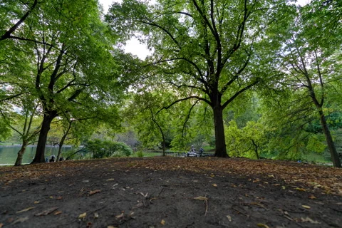 Central Park Mound Tree Canopy Timelapse (1 of 4) Stock Footage 141615218