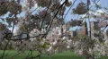 Central Park New York City Towers Cherry Trees Blossoming Twig Sheep Meadow Day HD Footage