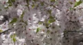Central Park New York City Cherry Trees Blossom Flowers Nature NYC Environment HD Footage