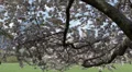 Central Park New York City Towers Cherry Trees Blossoming Twig Sheep Meadow Day HD Footage