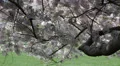 Central Park New York City Office Sakura Cherry Tree Bark Blossoming Big Apple HD Footage