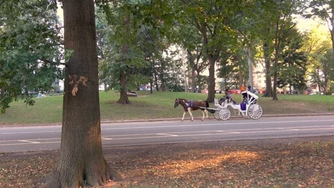 Central park in New York city. Stock Footage