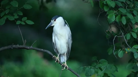 Central Park Night Heron Stock Footage 168720865
