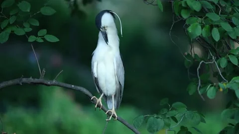 Central Park Night Heron Stock Footage 168720871