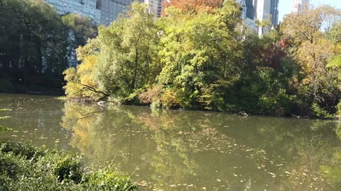 CENTRAL PARK NYC Stock Footage 155943005