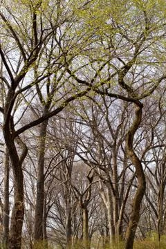 Central park Stock Photos