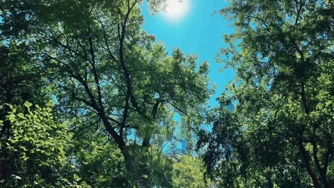 Central Park - Skyscrapers Through the Trees Stock Footage 301736697