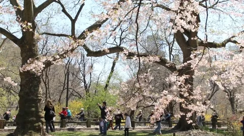 Central Park in the spring with Bikers and Walkers Stock Footage 54505290