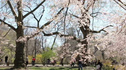 Central Park in Spring with blossoming trees Stock Footage 54505306