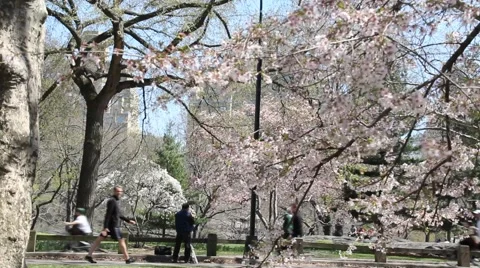 Central Park in Spring with blossoms, Bicycles and Pedestrians Stock Footage 54505310