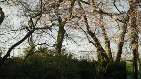 Central park spring cherry blossoms and tree with runner on reservoir Stock Footage 229350133