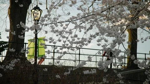 Central park spring cherry blossoms with runner on reservoir Stock Footage 229350137